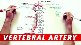 Vertebral Artery  Anatomy Branches amp Relations [upl. by Eimarej]