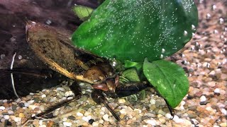 Lethocerus africanus feeding [upl. by Yonatan722]