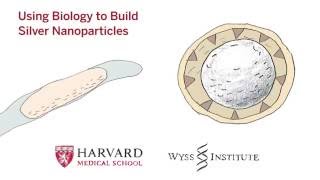 Using Biology to Build Silver Nanoparticles [upl. by Roi]