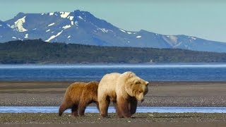 Grizzly Bear Hunts For Clams  Wild Alaska  BBC Earth [upl. by Euseibbob]