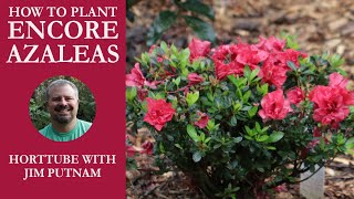 How to Plant Encore® Azaleas [upl. by Anrahs800]