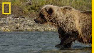 Salmon Fishing with Grizzlies  Americas National Parks [upl. by Jelle]