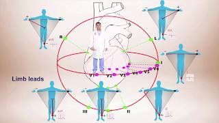 ECG Interpretation For Beginners Different Leads and Axis Deviation [upl. by Anwahsit]