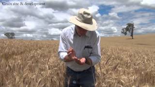 How to estimate wheat yields [upl. by Norra235]