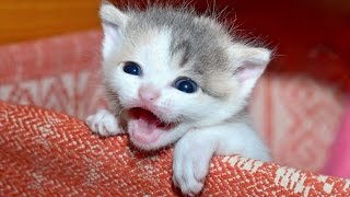 Kittens Meowing  A Cats Meowing Compilation  NEW HD [upl. by Ardith]