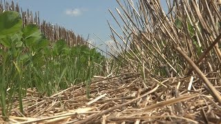 No Till Agriculture Documentary [upl. by Eicyak499]