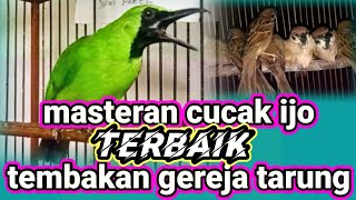 CUCAK IJO GACORCOR TEMBAKAN GEREJA TARUNG istimewa [upl. by Rhynd]