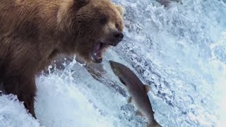 Grizzly Bears Catching Salmon  Natures Great Events  BBC Earth [upl. by Hareehahs]