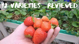 Which Strawberry is the best 12 Varieties in Quick Review [upl. by Woll764]