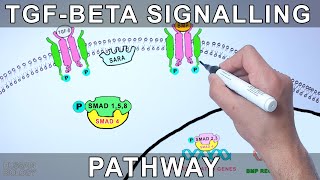 TGF Beta Signalling Pathway [upl. by Cornelius]