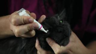 How to apply ointment to your pets eyes Vétoquinol Canada [upl. by Grigson]