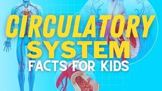 Circulatory System For Kids  How Does Your Heart Work [upl. by Compton446]