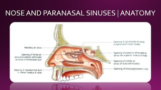 NOSE AND PARANASAL SINUSES  ANATOMY  SIMPLIFIED [upl. by Adnilrem]