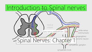 Spinal Nerves Introduction  Nervous system  4K  Chapter 1 [upl. by Namia163]