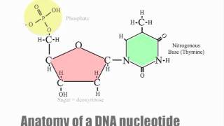 Dehydration Synthesis and Hydrolysis [upl. by Navak838]