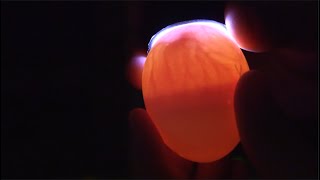 Candling Chick Eggs at Day 7 [upl. by Aslam39]