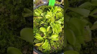 Dionaea muscipula Green Sawtooth [upl. by Nelyak184]