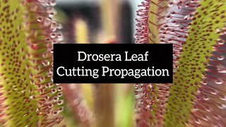 Drosera Leaf Cutting Propagation  Quick and Easy Ways to Propagate Your Sundews [upl. by Anyahs]