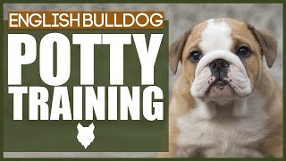 How To Potty Train Your ENGLISH BULLDOG [upl. by Michaeu639]