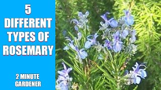 5 different types of Rosemary [upl. by Roye]