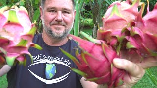 8 Tips How to Get MORE Dragon Fruit Pitaya [upl. by Ttam]