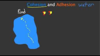 Cohesion and Adhesion [upl. by Magner]