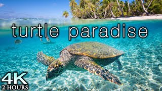 TURTLE PARADISE 4K Undersea Ambient Nature Relaxation Film  Jason Stephenson Meditation Music 🐢🥰 [upl. by Swain168]