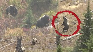 5 GRIZZLIES RUN AT HUNTERS Adams Black Bear  S5E06  Limitless Outdoors [upl. by Yrac]