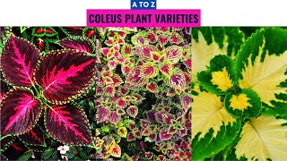 Coleus Plant Varieties A to Z [upl. by Aliza]