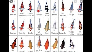 Koi Variety Guide 2021 [upl. by Eadwina787]