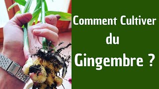 Comment cultiver du Gingembre [upl. by Vivianna]