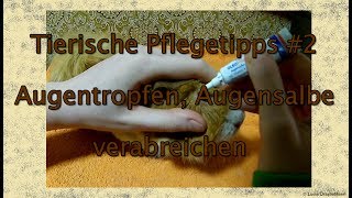 Tierische Pflegetipps 2 Augentropfen Augensalbe verabreichen [upl. by Ark]