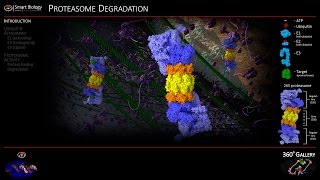 Proteasome Animation 3D Molecular Biology [upl. by Iegres]