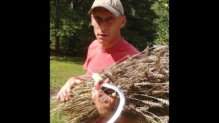 Harvesting and processing a small Wheat plot by hand [upl. by Salocin]