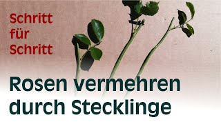 Rosen durch Stecklinge vermehren [upl. by Ezekiel735]