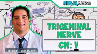 Neurology  Trigeminal Nerve Cranial Nerve V [upl. by Atrebla123]