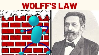 Wolffs Law Explained [upl. by Poler]