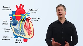 The Cardiovascular System An Overview [upl. by Sarad59]