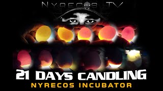 Egg Candling From Day 1 to 21 Incubator Egg Hatching [upl. by Nodnal]