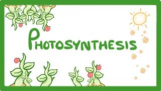 GCSE Biology  Photosynthesis 48 [upl. by Hahseram]