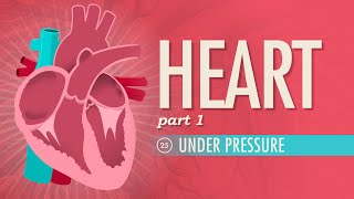 The Heart Part 1  Under Pressure Crash Course Anatomy amp Physiology 25 [upl. by Reivaxe]