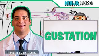 Neurology  Gustation Taste Pathway [upl. by Sanborn]