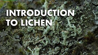 An Introduction to Lichen [upl. by Nonnah]