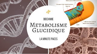 Biochimie  Métabolisme glucidique [upl. by Nomrah]