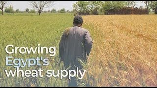 Growing Egypts wheat supply [upl. by Sparrow]