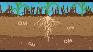 Effect of Tillage and Soil Organic Matter [upl. by Northway507]