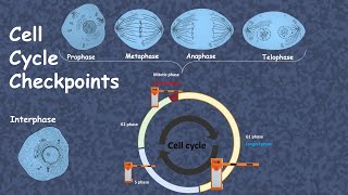 cell cycle checkpoint advanced [upl. by Murray424]