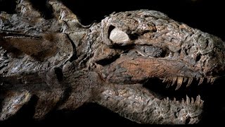 10 Most AMAZING Fossil Discoveries Ever Made [upl. by Nigrom]