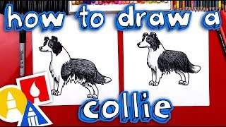 How To Draw A Border Collie [upl. by Raab]