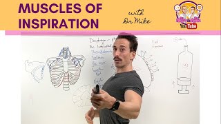 Muscles of Breathing  InspirationInhalation [upl. by Ysteb784]